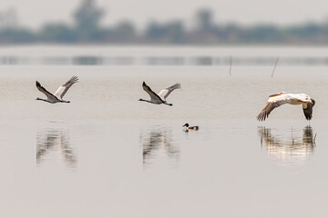 A Flight of Greater pelican and Demoiselle Crane
