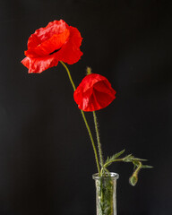 Obraz premium Vibrant Beauty: Two Poppies on a black Background