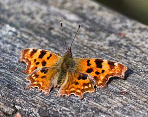 A Comma butterfly, Polygonia upperwing or dorsal view