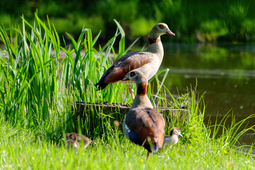 Nilgänse © helmut Schmidt