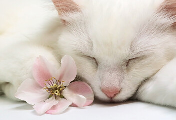 White fluffy cat with an apple tree flower. Cat in the spring.
