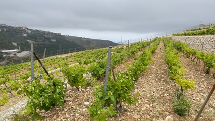 Fototapeta na wymiar Row of vines at the vineyard