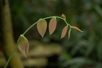 Abstract background leaves in nature, natural background, plant in nature.
