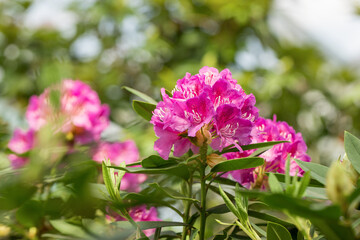 Blooming pink rhododendron flowers in spring on blurred background. Gardening concept. Flower backdrop.