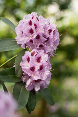 Blooming white rhododendron (Gudrun species) in the botanical garden.