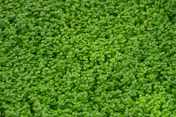 A field of green grass that grows.