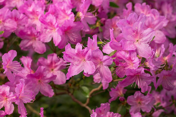 Evergreen azalea plant with bright pink flowers closeup. Rhododendron tsutsusi.