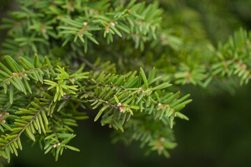 Detailed background of Christmas tree branches.