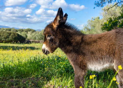 Sardinien: S&uuml;&szlig;es, kleines Eselfohlen, Esel Baby in der freien Natur auf der Weise, Wiese, Portrait, Close-Up