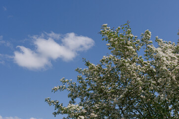 Weissdorn