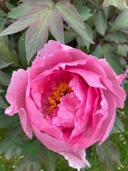 Pretty pink peony flower up close, not fully opened