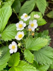 Poland - Wild strawberry plant with white blooming fowers and unripe fruits up close