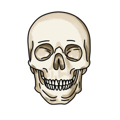 skull and crossbones