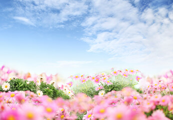 Flower garden background with blue sky. Blooming pink and white daisies. Home garden flower care. Sale of flowers in greenhouse and florist shop. Advertising banner with copy space for gardening