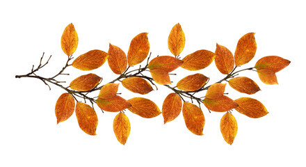 Autumn twig with colorful leaves in a seasonal arrangement isolated on white or transparent...