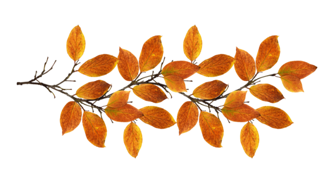 Autumn twig with colorful leaves in a seasonal arrangement isolated on white or transparent background