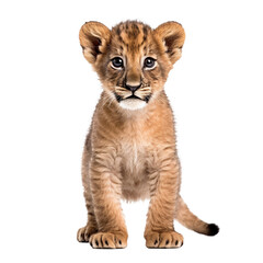 Cute Lion Cub with transparent background