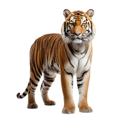 Fototapeta na wymiar Tiger with Transparent Background