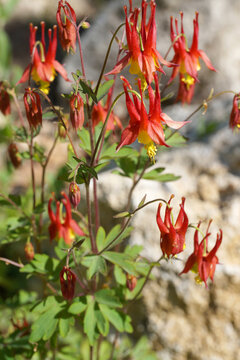 Blooming aquilegia canadensis, herbaceous perennial plant close-up