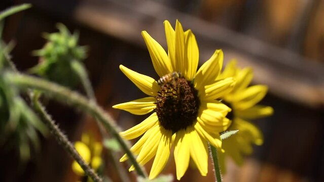 Honey bee takes off in slow motion from sunflower