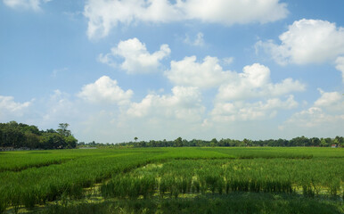 Fototapeta na wymiar Rural road to village farm and agriculture field. Rural road to village farm and agriculture field. Bangladesh, India agricultural field. Afternoon in the field after harvest.