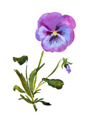  Pansy, flower illustration, violet , purple , pansies , bloom, blossom, watercolor illustration