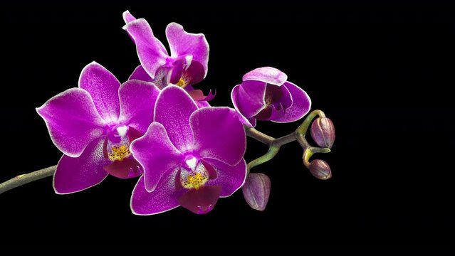 Pink phalaenopsis orchid flowers bloomed on a black background. Time lapse, close-up. Wedding background, the concept of Valentine's Day, name day. time lapse.4k