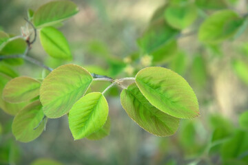 A young tree in the forest. Leaves of a young tree. Green leaves