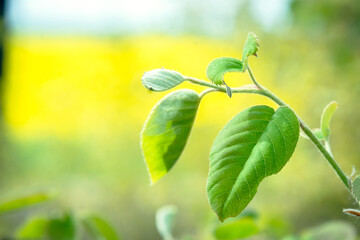 Leaves of a young tree. Green leaves of a young tree. Green leaf