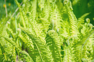 Fototapeta na wymiar Young green fern leaf. Fern in the sun. Green plant