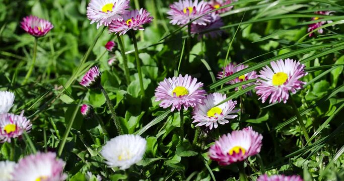 beautiful blooming daisies white and red in spring, growing in the grass small but beautiful daisy flowers