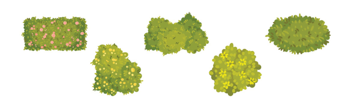 Green Bushes and Shaped Shrubs as Decorative Park Flora Vector Set