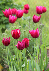 Obraz premium Red tulips bloom on a flower bed in the garden