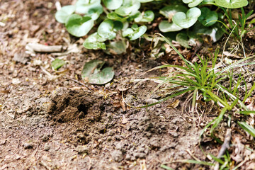 Wormhole in the ground in the garden near the greenery