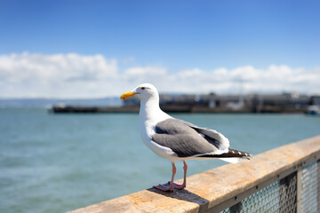 Fototapeta na wymiar Seagull at pier of San Francisco