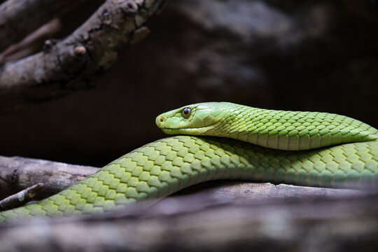 A Eastern Green mamba, Dendroaspis angusticeps, lying on branch
