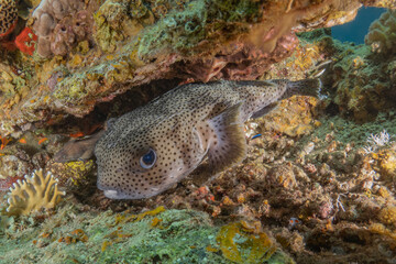 Fish swimming in the Red Sea, colorful fish, Eilat Israel
