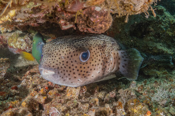 Fish swimming in the Red Sea, colorful fish, Eilat Israel
