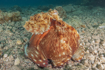 Octopus king of camouflage in the Red Sea, Eilat Israel 

