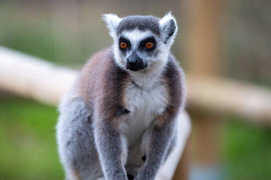 Ring-tailed Lemur (in german Katta) Lemur catta