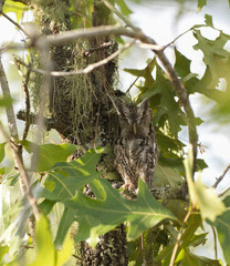 Grey male eastern screech owl - Megascops Asio - perched next to trunk of turkey oak tree bark - Quercus laevis - perfect camouflage blending in unseen while sleeping in daytime