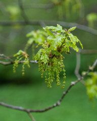 A branch of a flowering oak with young leaves and catkins in spring. Rainy day. Selective focus.