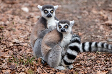 Fototapeta premium Ring-tailed Lemur (in german Katta) Lemur catta