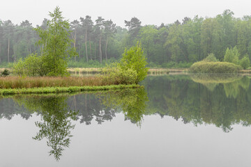 Fototapeta na wymiar Fresh spring morning with some green trees on a small island reflecting in the water of a fen at the Hatertse Vennen, Nijmegen, The Netherlands