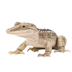 baby crocodile on a transparent background, Generative ai