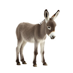 baby donkey on a transparent background, Generative ai