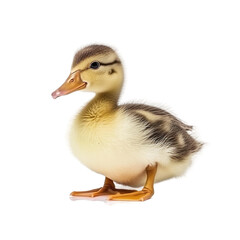 baby Duck on a transparent background, Generative ai