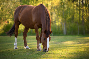 beautiful chestnut horse grazing on a pasture at sunset