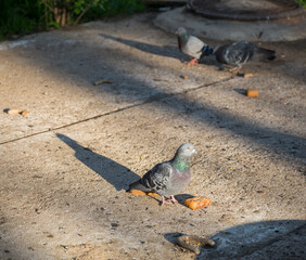 Fototapeta premium Hungry pigeons are eating bread on a city street. People feed street animals.