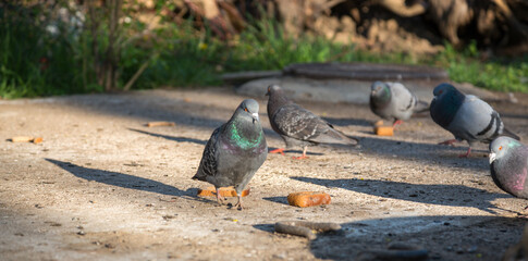 Obraz premium Hungry pigeons are eating bread on a city street. People feed street animals.